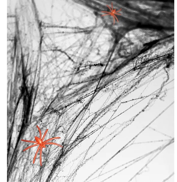 Spinnennetz - Halloween - Schwarz